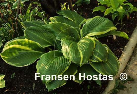 Hosta Lakeside Swan Pon